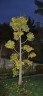 Ginkgo biloba