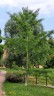 Ginkgo �. 13 v ulici Jaroslava Foglara v Praze