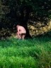 Ha - naturista! Ha - naturista!